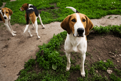 Beagles outside