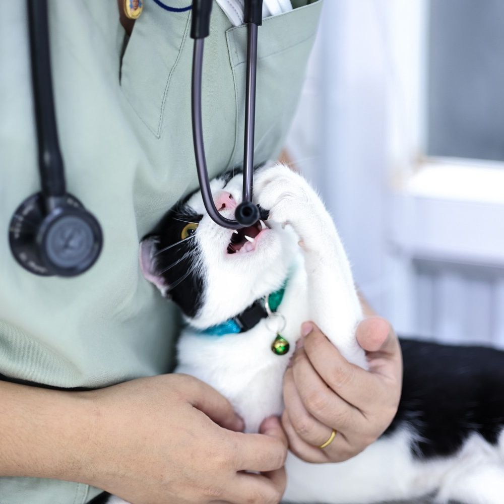 Black and White Cat