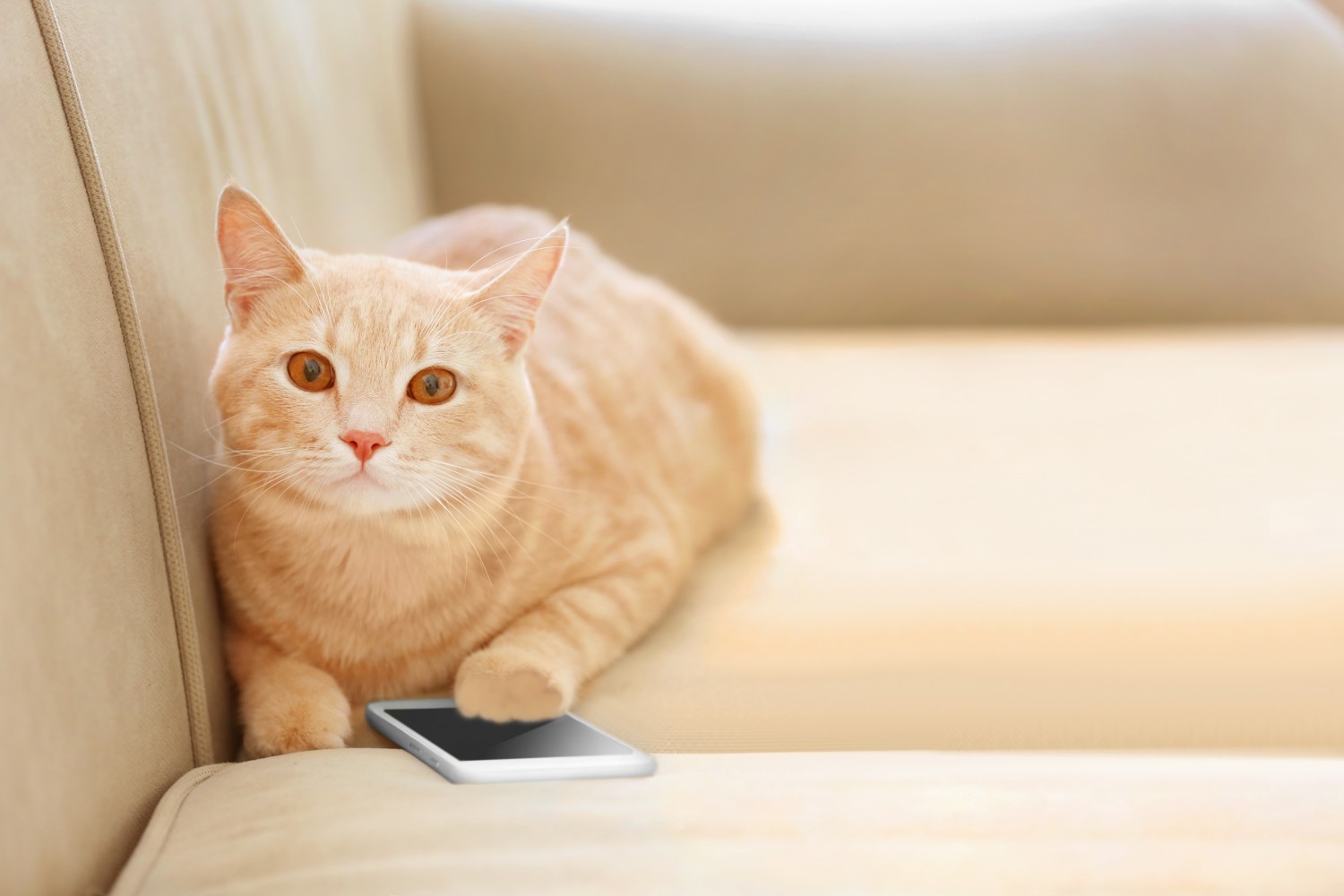 Yellow cat with a cell phone