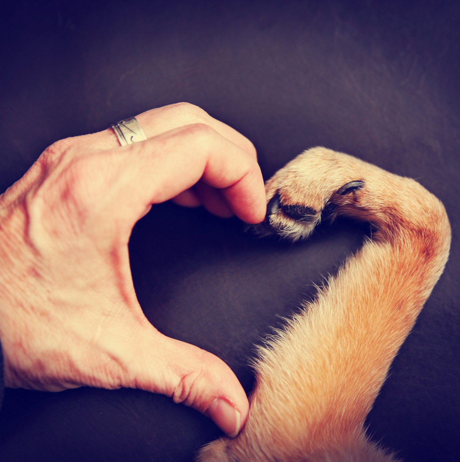 Heart with hand and paw