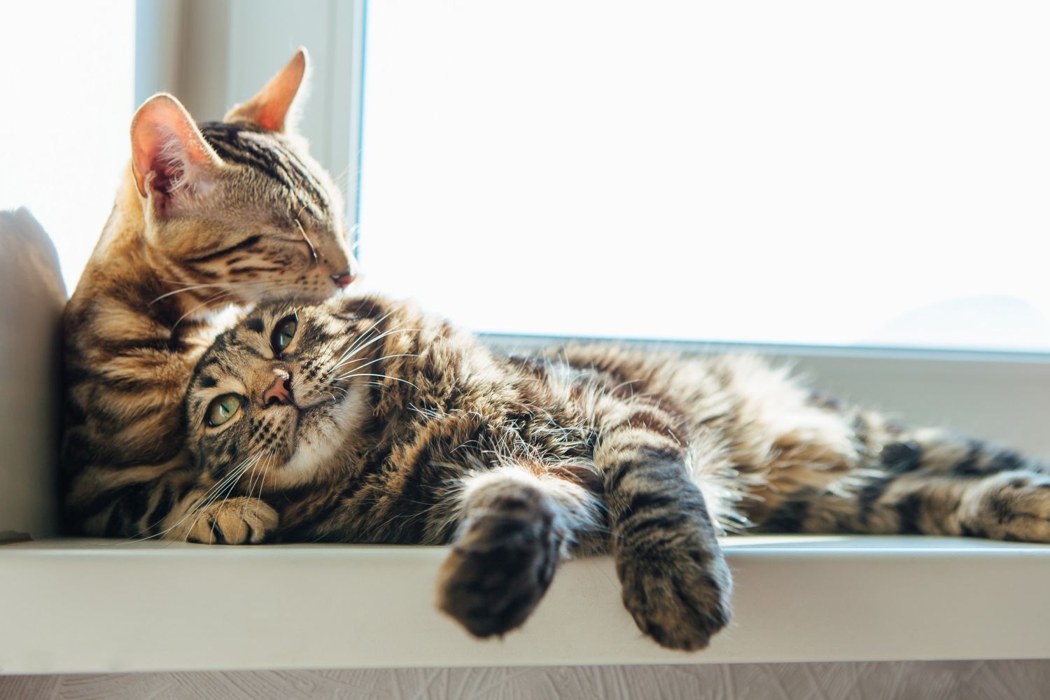 Two cats in a window