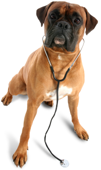 veterinarian.dog